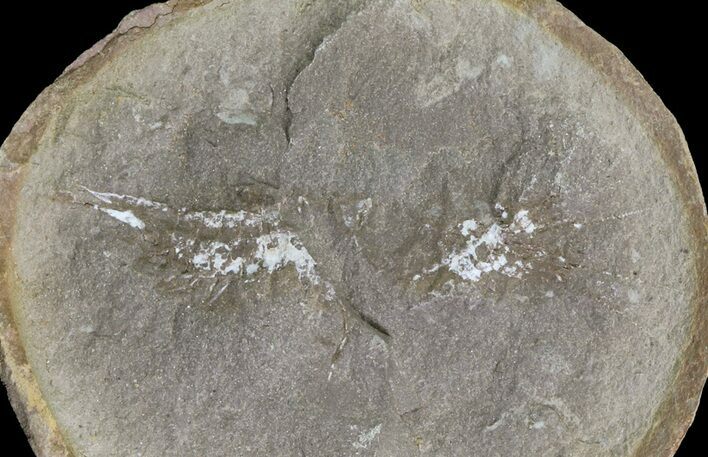 Unidentified Fossil Shrimp (Pos/Neg) - Mazon Creek #70616